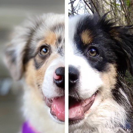 美國200多萬粉絲的寵物達人博主