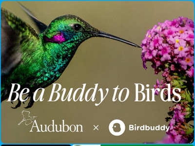 海外觀鳥(niǎo)經(jīng)濟(jì)爆發(fā)！智能喂鳥(niǎo)器撬動(dòng)千億市場(chǎng)