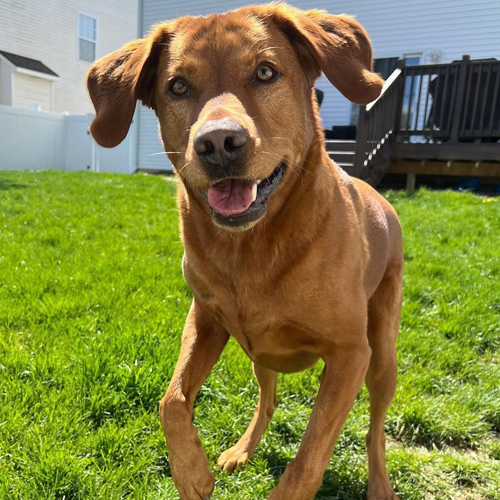 美國寵物tiktok達(dá)人帶貨出海