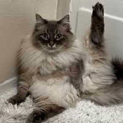 230萬粉絲的美國tiktok寵物博主推廣