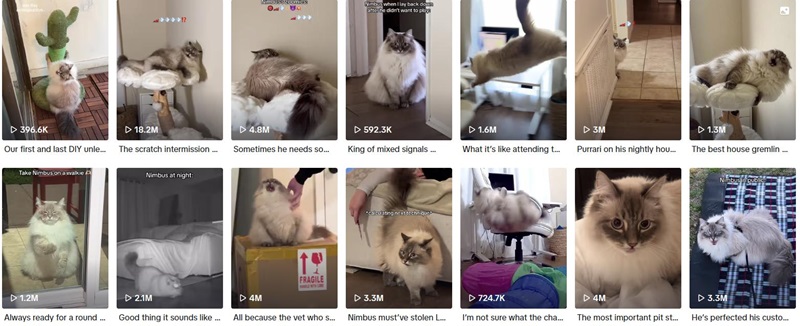 203萬粉絲的美國tiktok寵物博主推廣頻道內(nèi)容