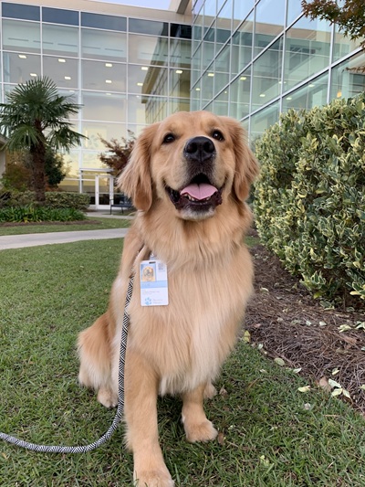 美國旅行日常博主以及寵物達(dá)人