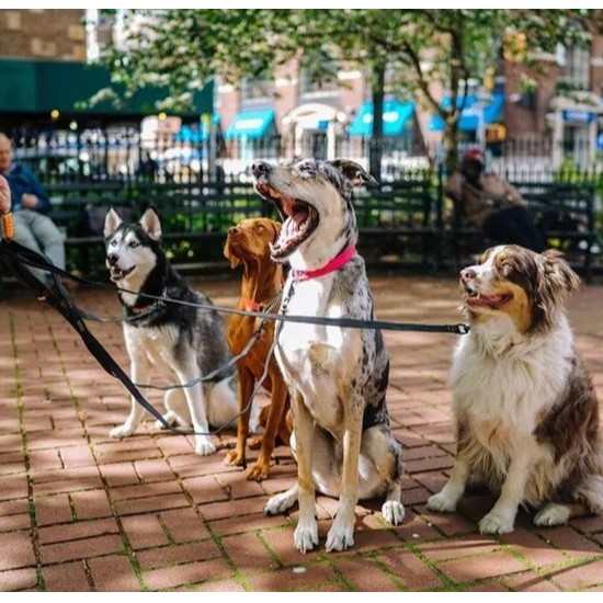 寵物用品出海，瞄準這些市場，躺賺！