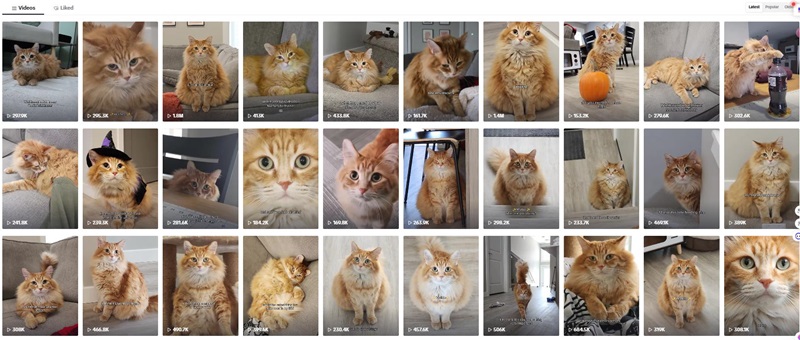 TikTok網(wǎng)紅營銷: 加拿大頭部寵物博主寵物產(chǎn)品帶貨達人頻道內(nèi)容