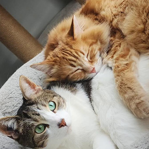 TikTok網(wǎng)紅營(yíng)銷(xiāo): 加拿大頭部寵物博主寵物產(chǎn)品帶貨達(dá)人