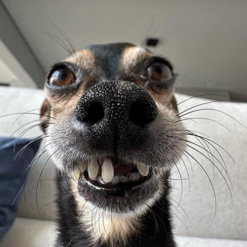 Instagram網(wǎng)紅:巴西寵物博主