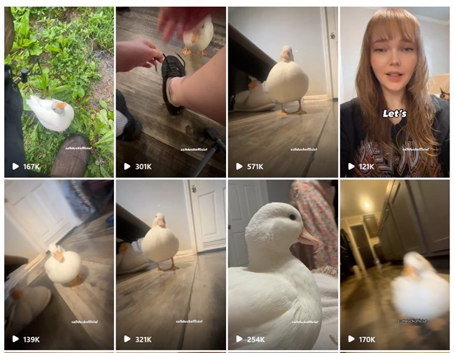 美國(guó)寵物品牌出海達(dá)人合作價(jià)格