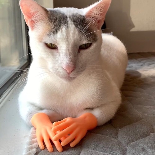 tiktok美國(guó)180萬(wàn)粉絲寵物網(wǎng)紅推薦