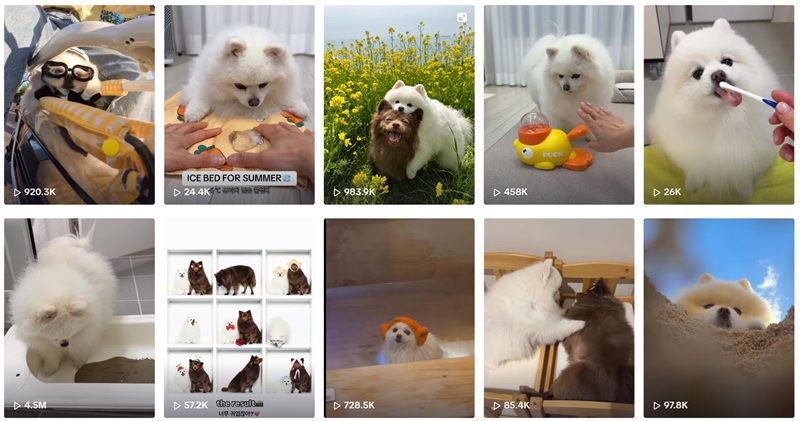 韓國(guó)寵物用品帶貨博主頻道內(nèi)容