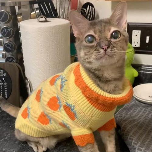 TikTok網(wǎng)紅推廣:美國貓類寵物海外博主