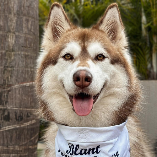 TikTok紅人推廣：s***s｜巴西 寵物