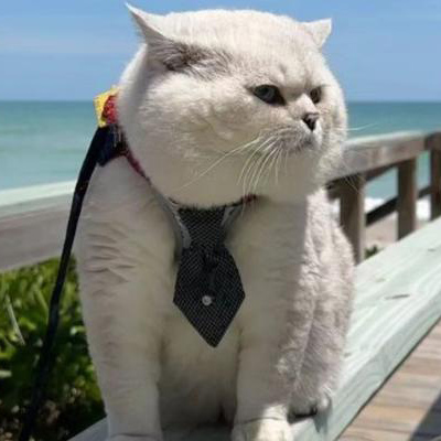 寵物KOL營銷會成為寵物用品出海的新風(fēng)口嗎？