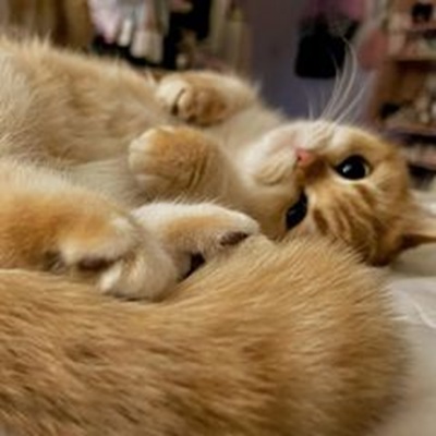 TikTok網(wǎng)紅推薦:美國(guó)寵物貓咪類(lèi)海外網(wǎng)紅適合帶貨貓咪用品